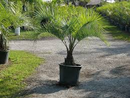 COCOS AUSTRALIS