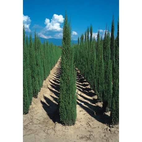 cipresso-nero-cupressus-sempervirens-pyramidalis